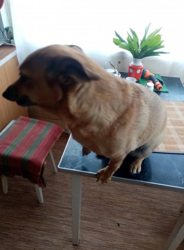 Я люблю свою собаку