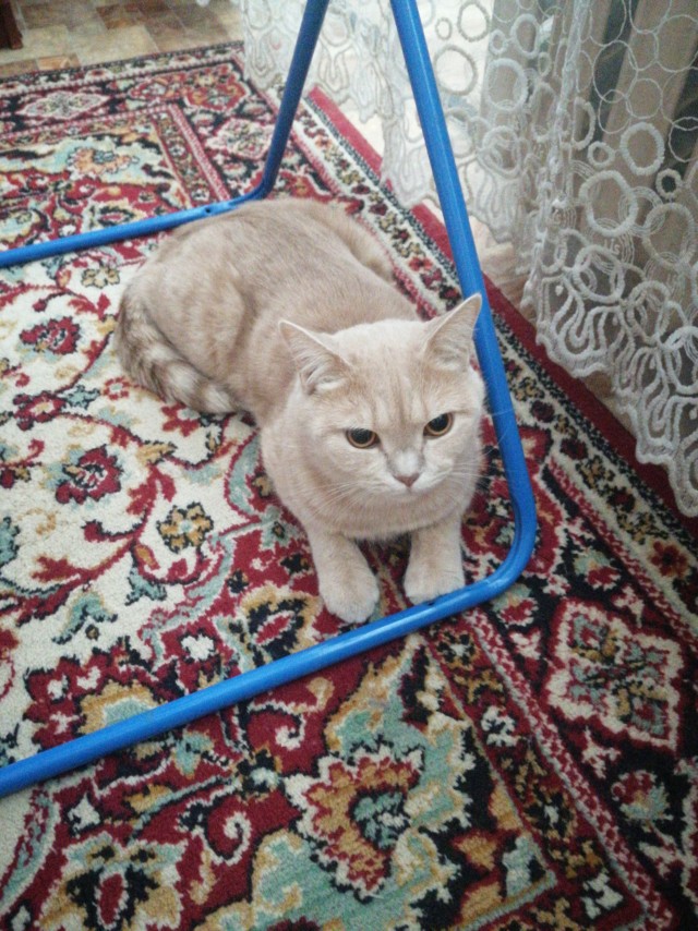 Ну, поехали в котоввторник!