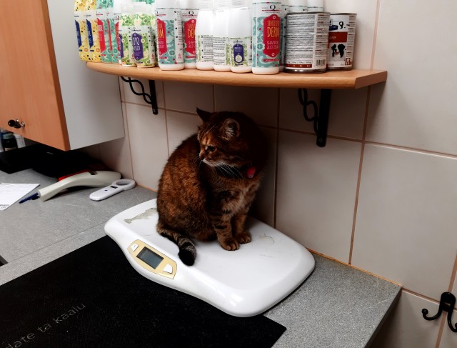 Котовторнику быть