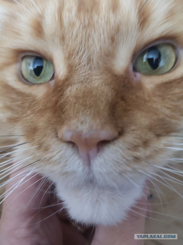 Котовторнику посвящается