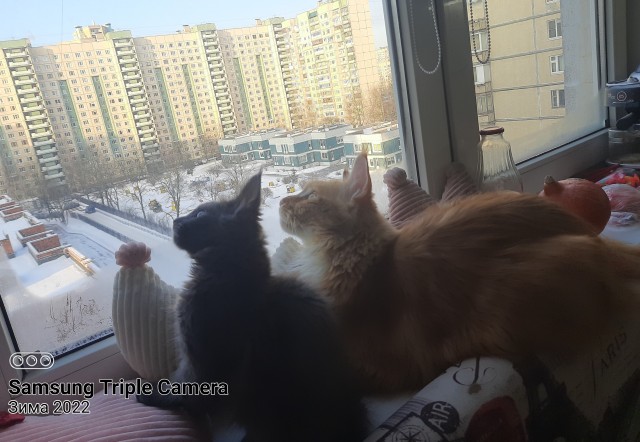 Рыбов неси!