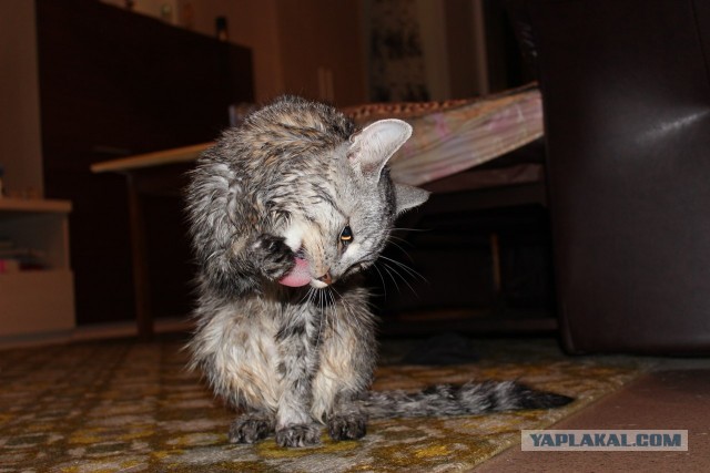 Котовторник 16.04.2013