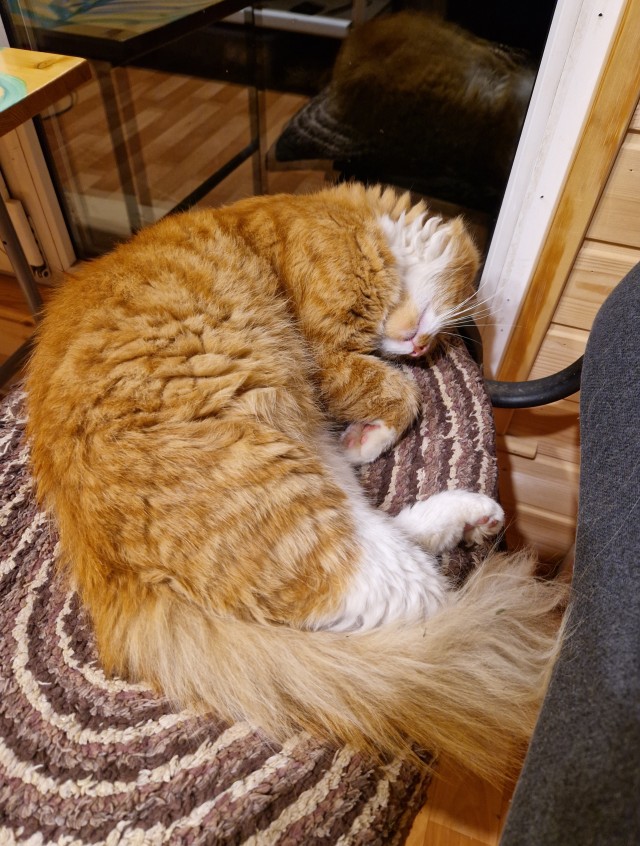 Котовторник Рыжих
