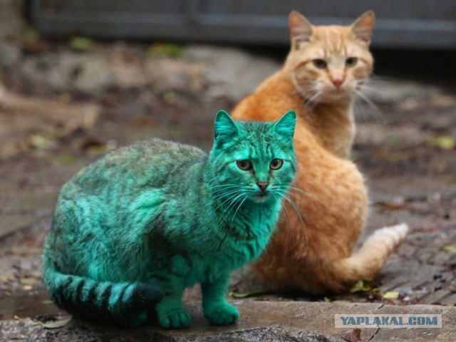 Котёнка с зелёной шерстью нашли в Беларуси
