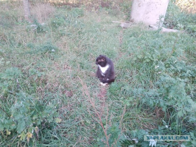 Жизнь домашнего приюта для котеек 465