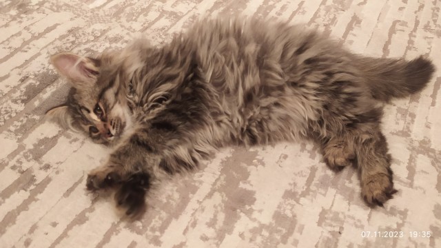 Котовторник
