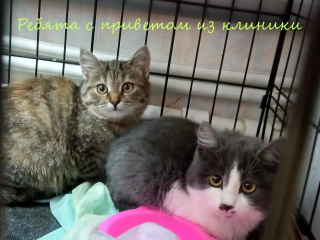 Жизнь домашнего приюта "Котоленд" 414