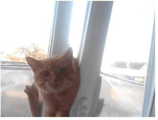 Да, блять, откройте пошире, сцуки!