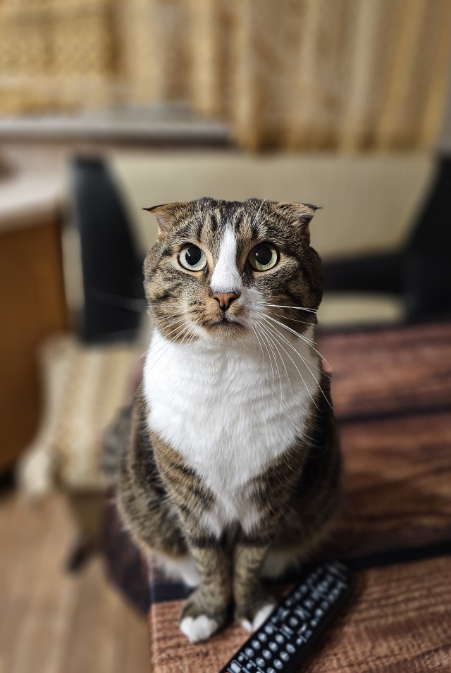 Котовторник 09.04.24