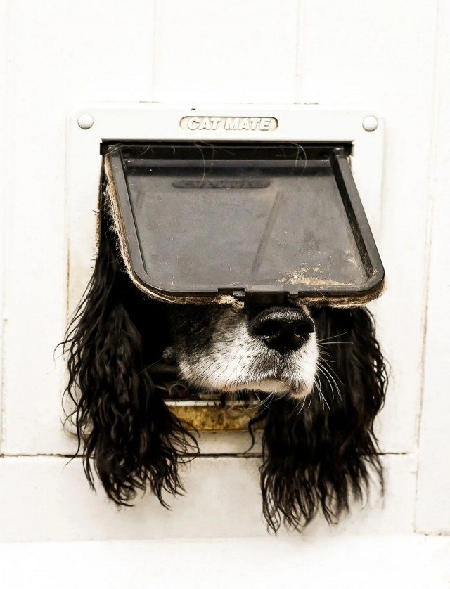 Веселые финалисты Comedy Pet Photo Awards 2024