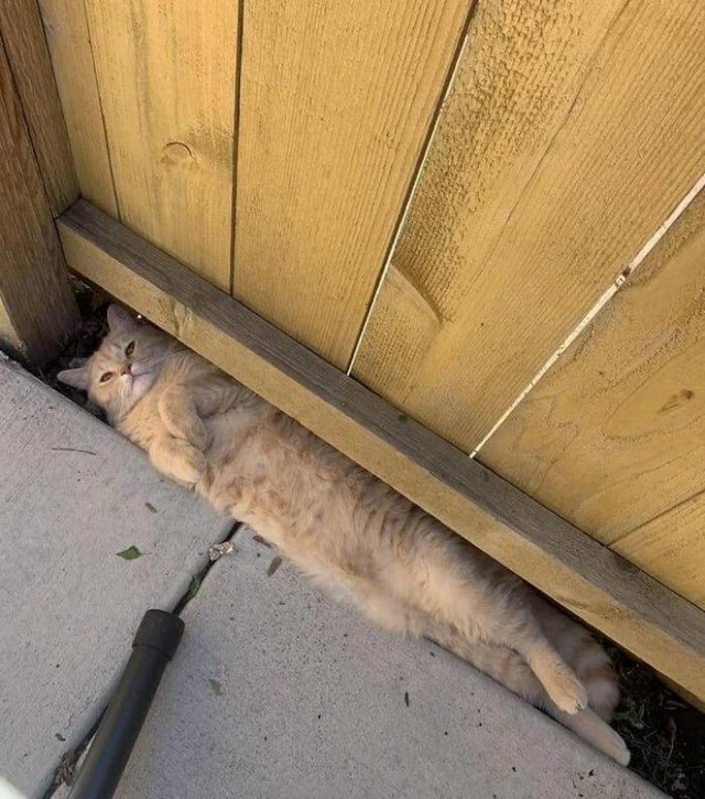 Прикольные морды котов псов к настроению...