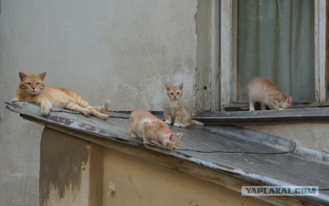 Котовторник в картинках