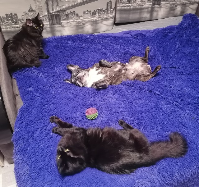 Котовторник 31.12.2024. Последний котовторник года