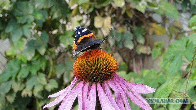 Немного летнего макро