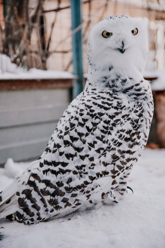 Полярная сова Маня не в настроении позировать