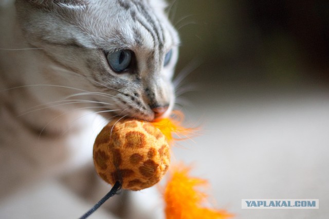 О бенгальских котах на наглядном примере