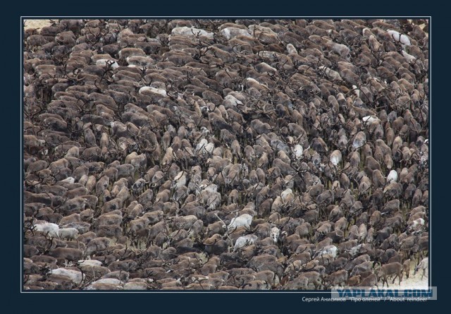 Красота! Лето на Ямале. Фото