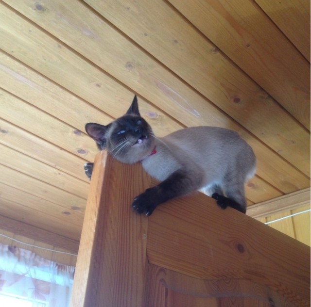 Нефотогеничный кот