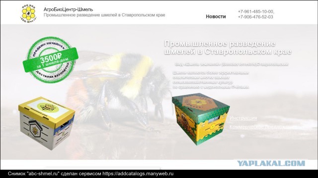 Почему шмели лучше пчел.