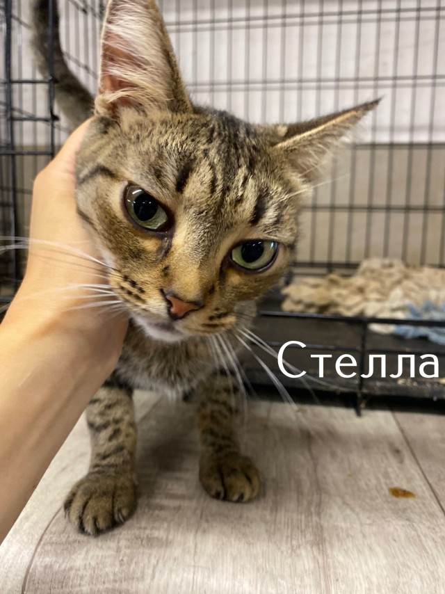Жизнь домашнего приюта "Котоленд" 512