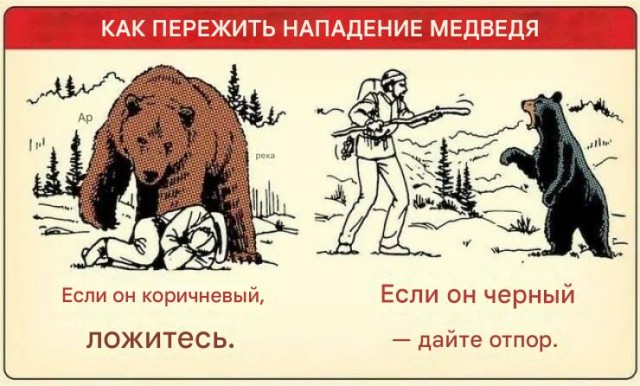Агрессивный медведь чуть не убил женщину в Петропавловске-Камчатском.