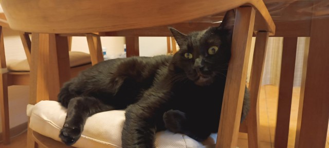 Чёрный котовторник
