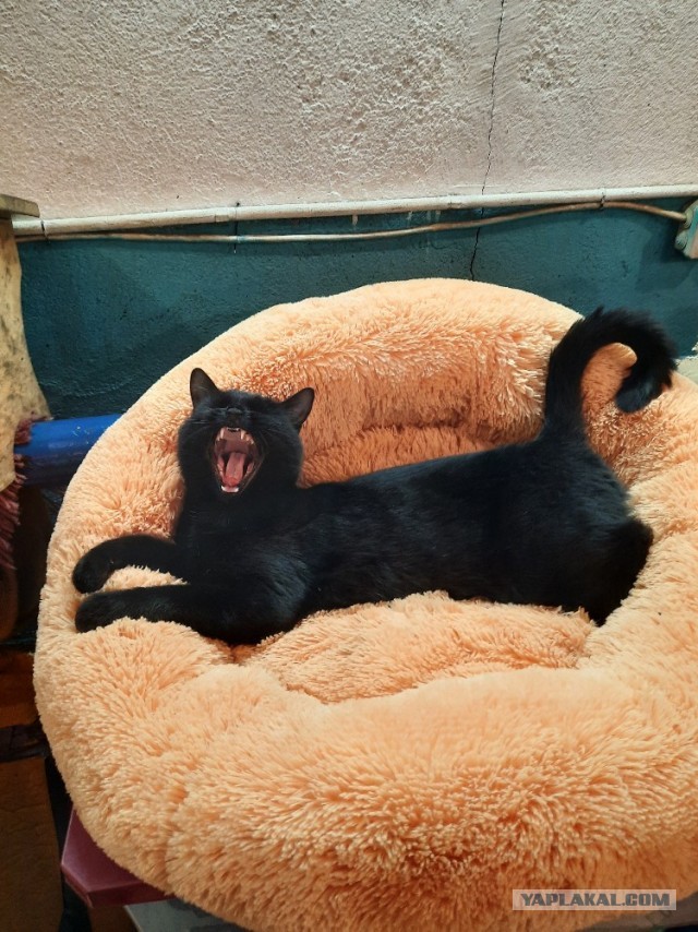 Нашелся таки хозяин (точнее хозяйка)