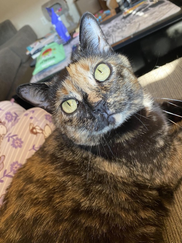 Рандомных фото котов тред