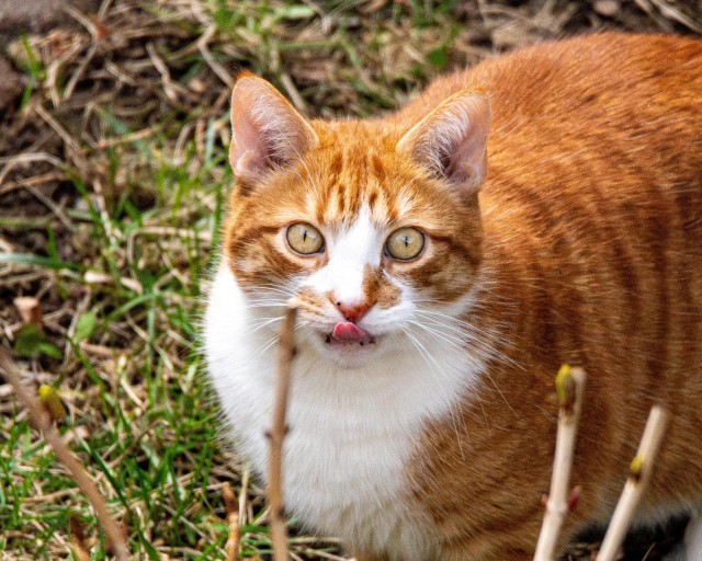 Рандомных фото котов тред