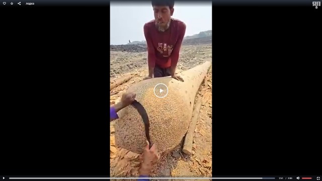 Легким движением руки пальмовый ствол превращается... в 2 лодки