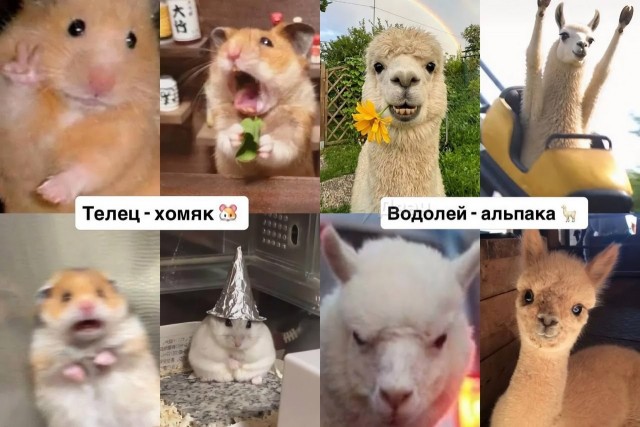 Настоящий российский астролог подобрал каждому знаку зодиака своё тотемное животное
