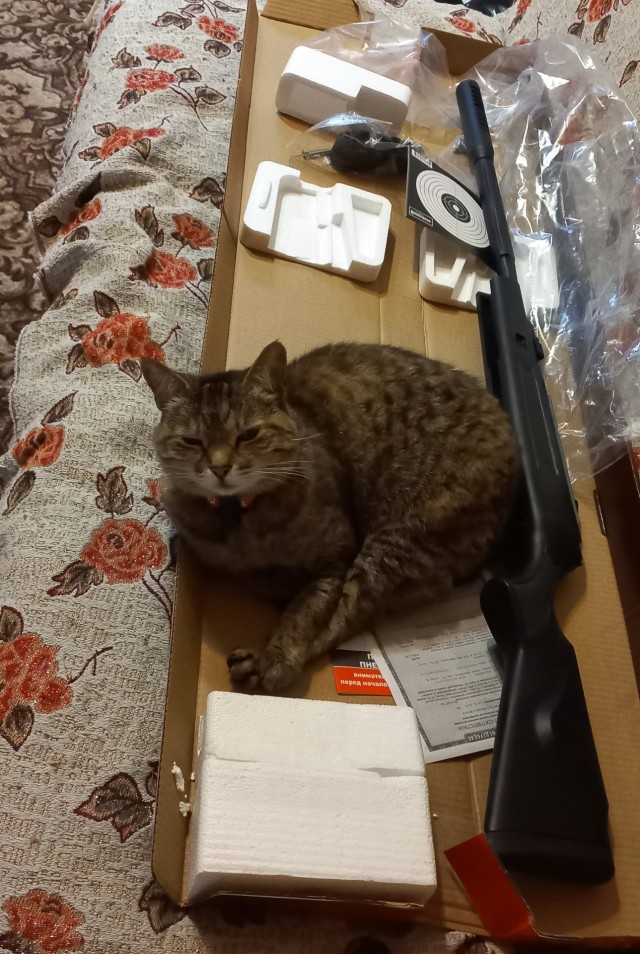 Котовторник 29.09.2026
