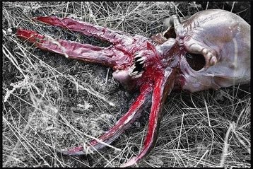 Вот такой один грибочек съел - и наелся