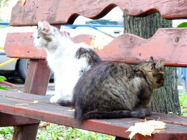 Котовторник на 24.09.2013г