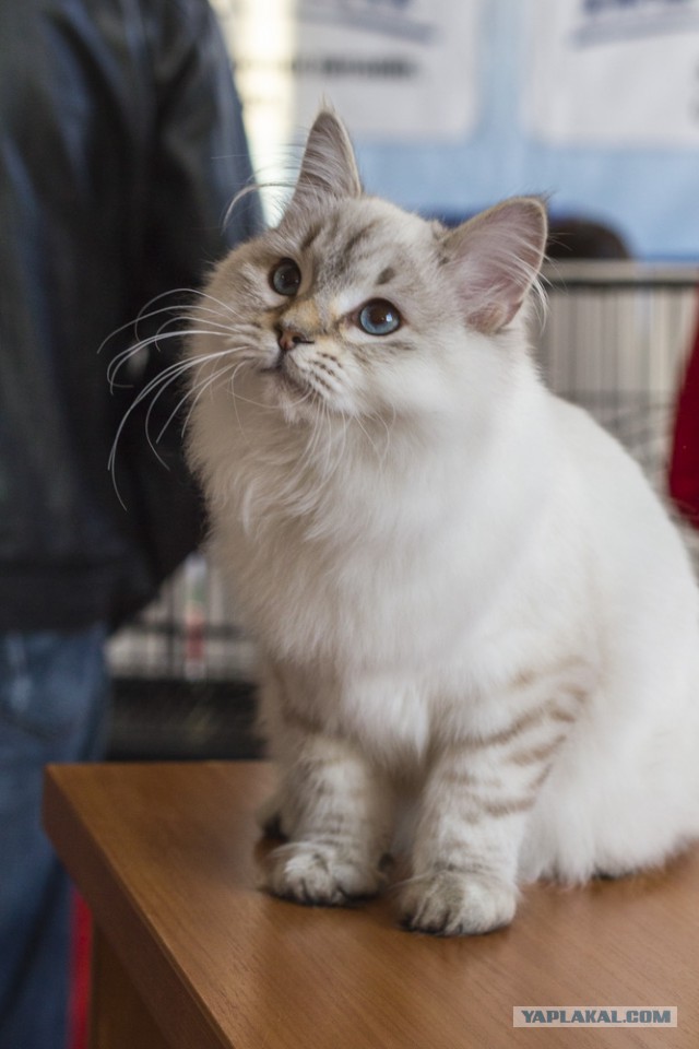 Выставка кошек.