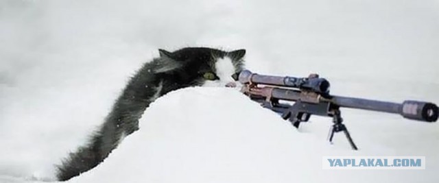 Кот выжил после выстрела стрелой в голову.