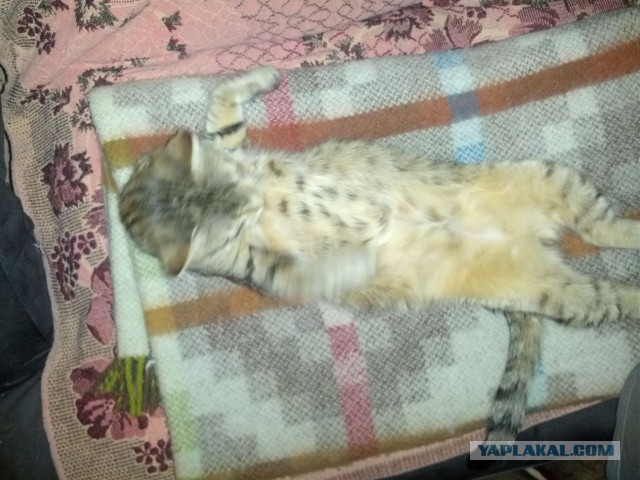 Как назвать питомца