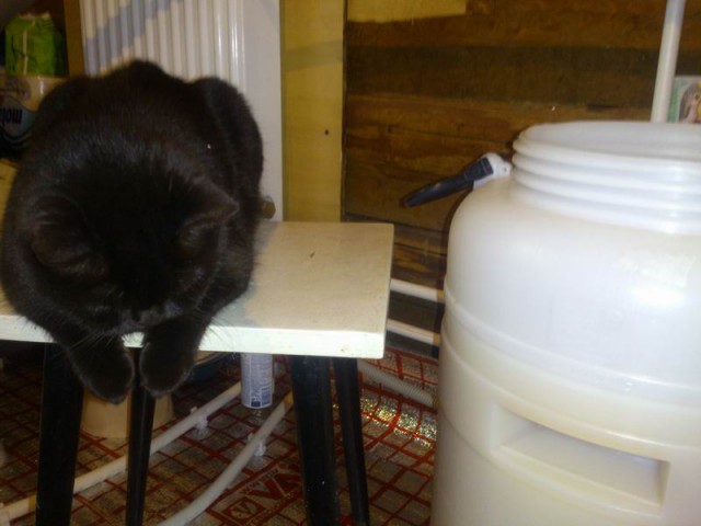 Самостоятельный гон.