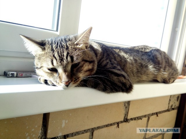 Завидую своему коту