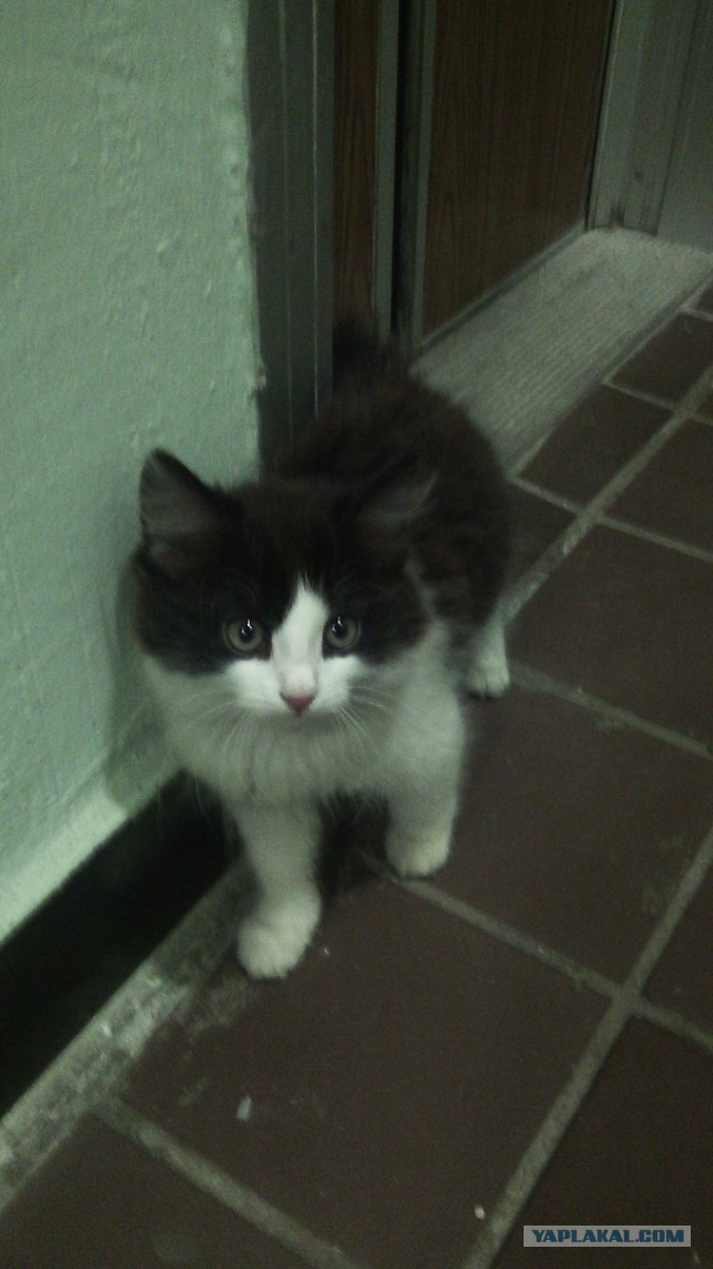 Котовторник 22.04.2014