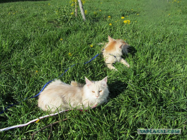 Котовторник 20.05.2014