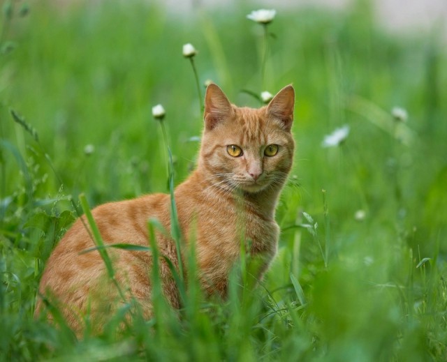 Котовторник 24.06.2014