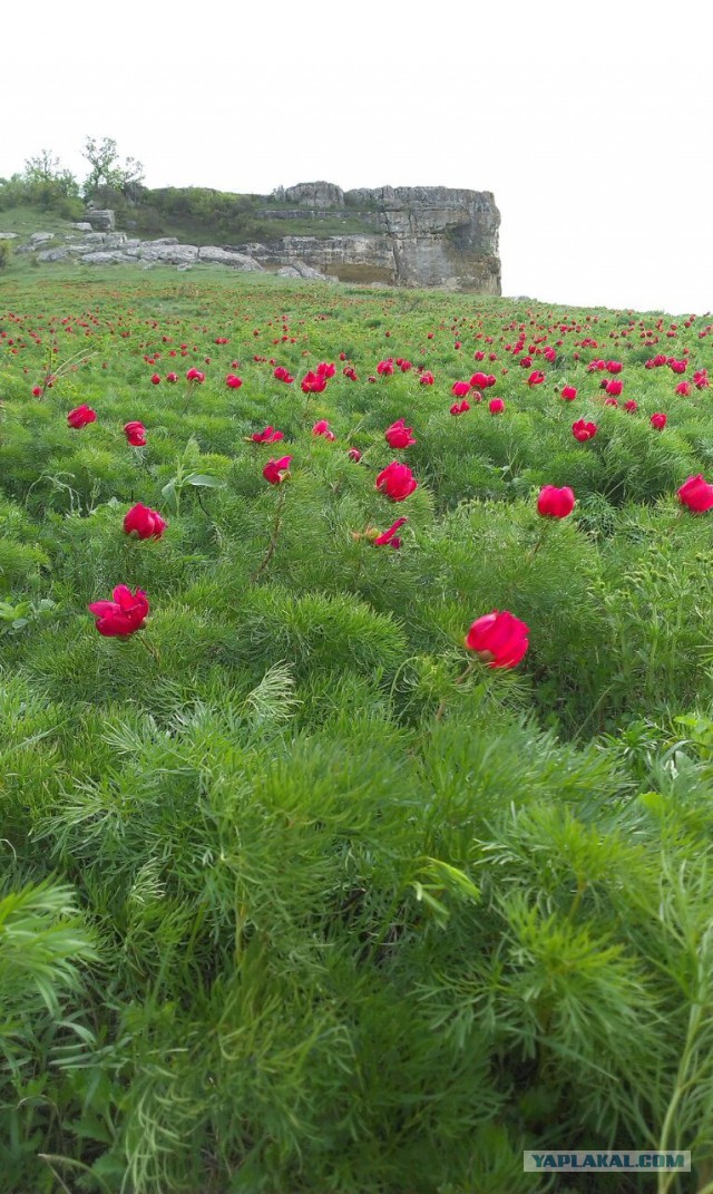 Плюсомет со шпалометом
