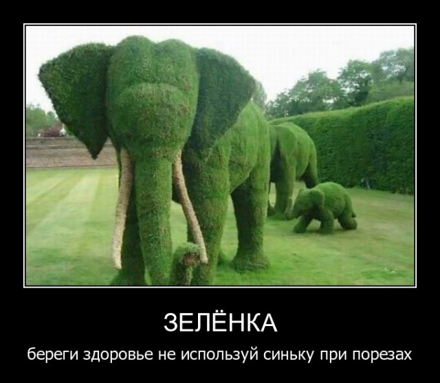 Всем зеленки!