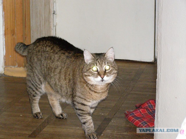 Котовторник 30.12.2014