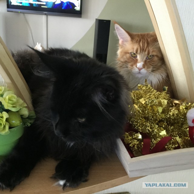 Котовторник