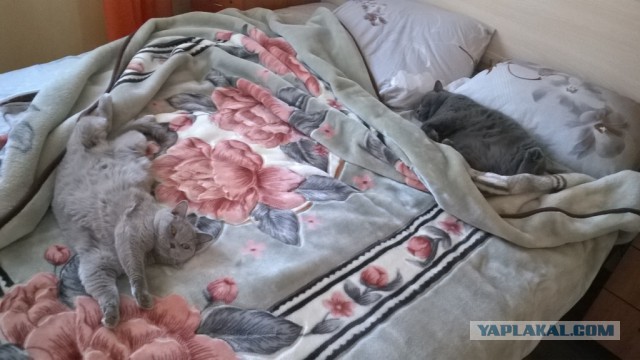 Котовторник 24.03.2015