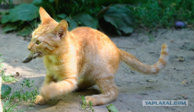Котовторник 16.06.2015., Котовторник наступил!
