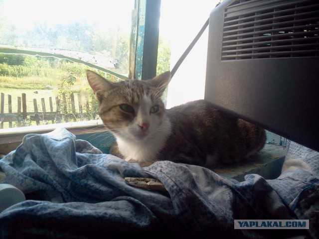 Котовторник 25.08.2015
