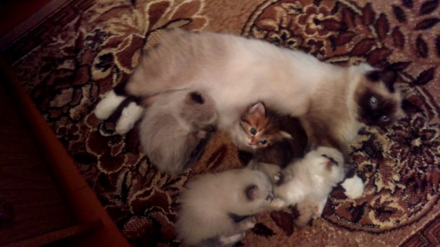 Котовторник 13.10.2015